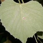 Vitis tiliifolia Leaf