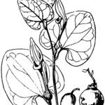 Aristolochia pallida ᱮᱴᱟᱜ