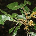 Inga herrerae Hoja