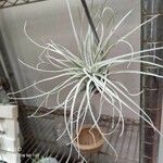 Tillandsia pohliana 葉