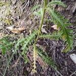 Achillea distansKůra