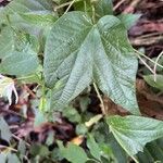Passiflora capsularis Лист