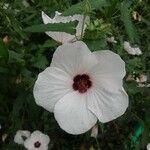 Pavonia hastata Flower