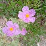 Cistus albidusBlomst