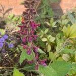 Stachys sylvatica Blomst