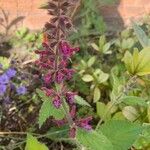 Stachys sylvatica Blüte