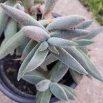 Crassula mesembryanthoides Hostoa