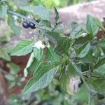 Solanum chenopodioidesLeaf