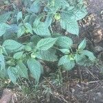 Physalis longifolia Fruit