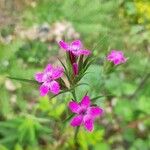 Dianthus armeriaКветка