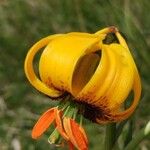 Lilium carniolicum Bloem