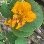 Tropaeolum majus Virág