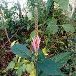 Aphelandra scabra 花