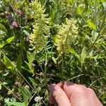 Astragalus canadensis Blomma