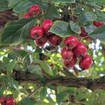 Crataegus × grignonensis