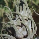 Tillandsia pruinosa عادت داشتن