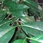Didymosalpinx norae Leaf