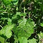 Nepeta cataria Blatt