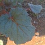 Phacelia campanularia Hoja