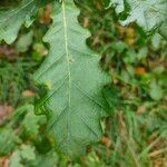 Quercus petraea Deilen
