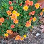 Bidens triplinerviaFlower