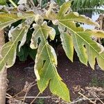 Carica papaya Blad