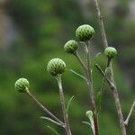 Ptilostemon chamaepeuce 葉