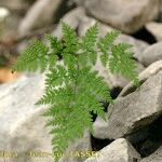 Cystopteris montana Leaf