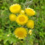 Helichrysum foetidum Blüte