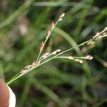 Panicum simile 花