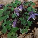 Aquilegia flabellata Habitus