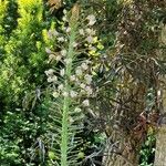 Eremurus robustus Plante entière