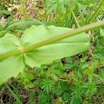 Valeriana woodsiana List