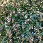 Abelia × grandifloraЛисток