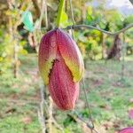 Passiflora ambigua Blomma