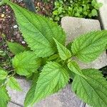 Ageratina altissima Yaprak