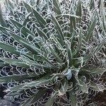 Agave polianthiflora Hoja