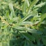 Atriplex tatarica Folha