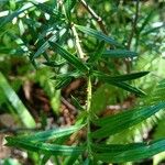 Podocarpus spinulosus Лист