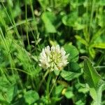 Trifolium repensফুল