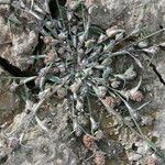 Crypsis schoenoides Hábito