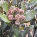 Breonia havilandiana Flor