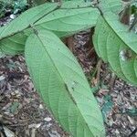 Atuna excelsa Leaf
