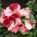 Pelargonium grandiflorum Fleur