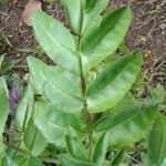 Kalanchoe prolifera Leaf