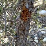 Cercocarpus ledifolius خشب