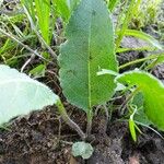 Parthenium integrifolium Yaprak