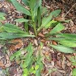 Carphephorus odoratissimus Leaf