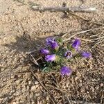 Machaeranthera tanacetifolia Flor