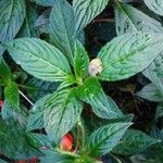 Impatiens hawkeri Листок